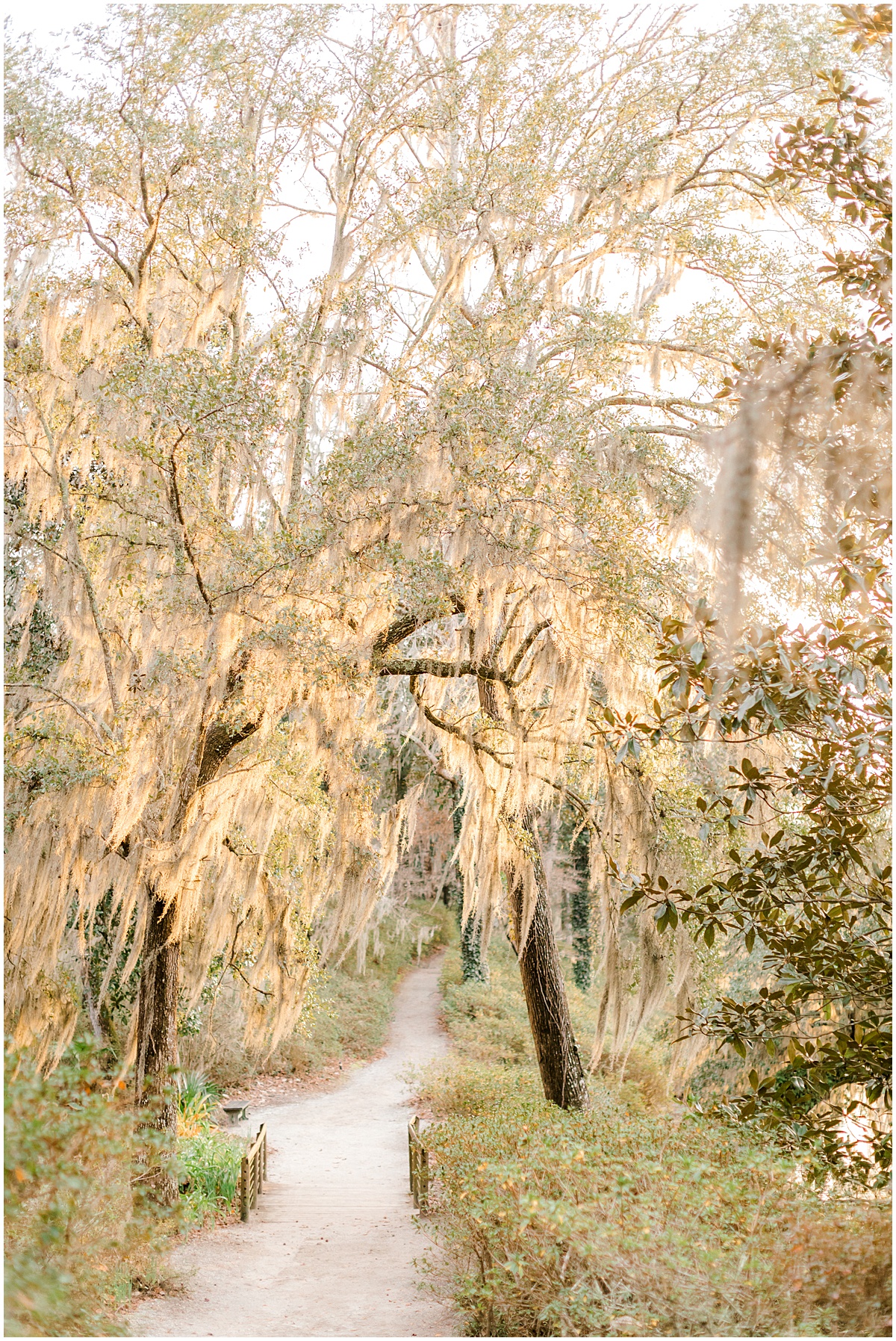 Spanish moss at golden hour